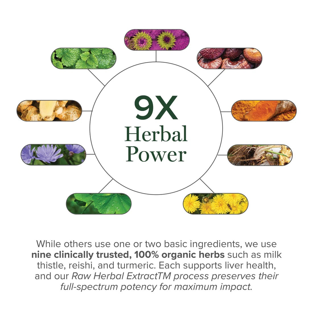LiverHealthExtractHerbs.jpg